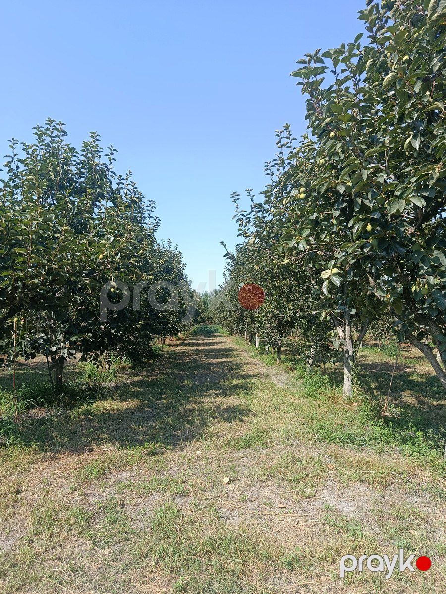 Satılır torpaq 181 sot — Torpaq, Göyçay (4)