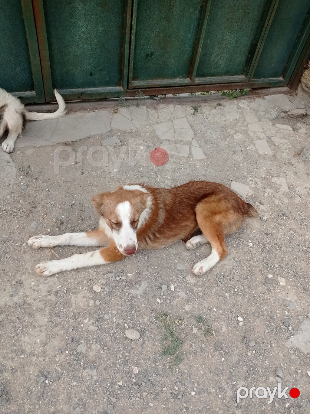 Heyet gorumaga dishi huren 4 aylig kucuy — Köpəklər, Digah (4)