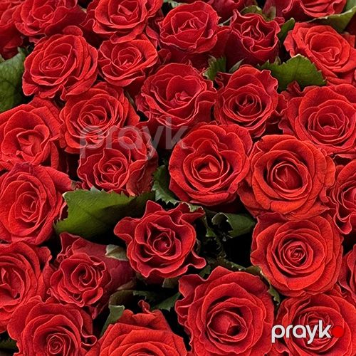 51 qırmızı qızılgül (El Toro) - kod 1111 — Bitkilər, Bakı (4)