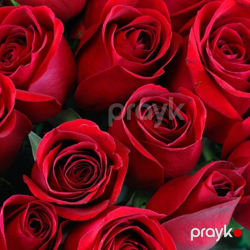 101 Qızılgül - code:5010 — Bitkilər, Bakı (3)