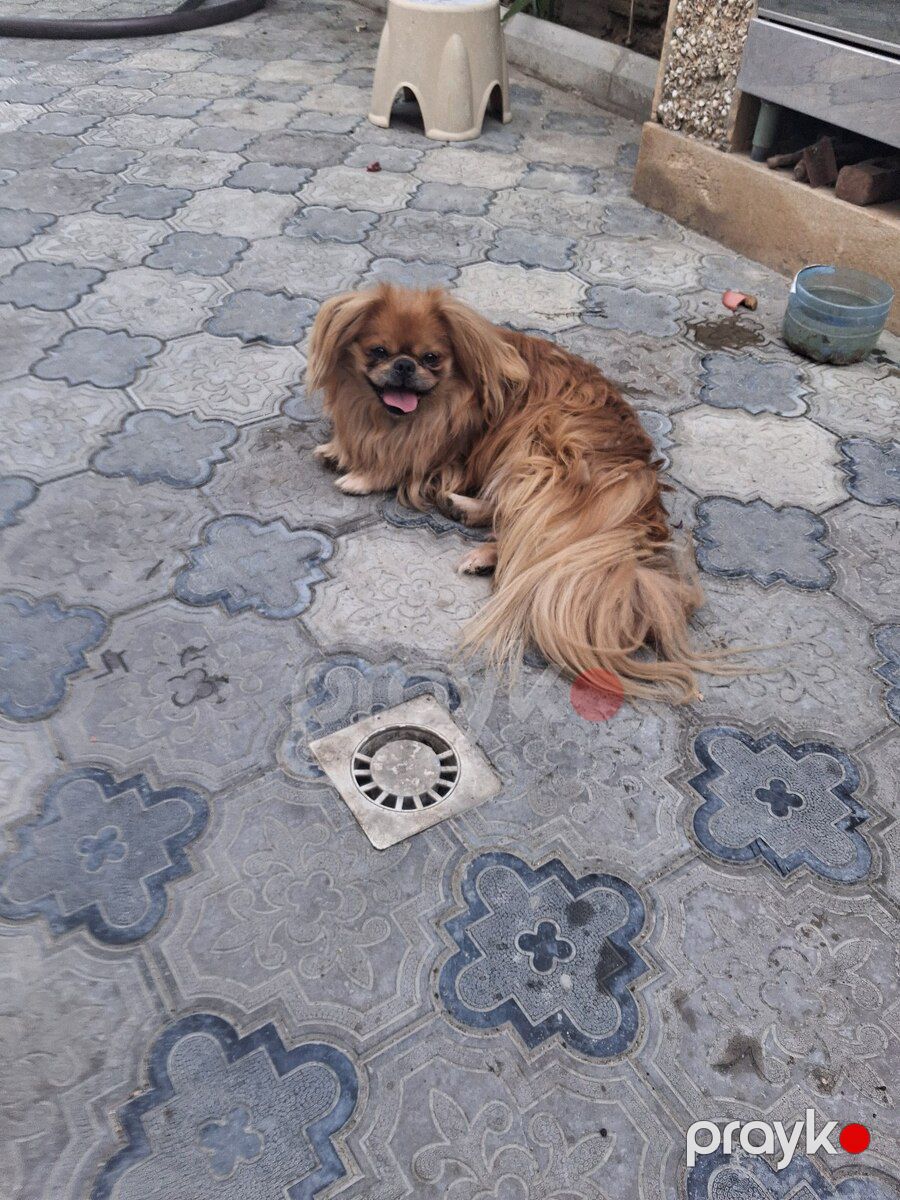 Pekines — Köpəklər, Bakı (4)