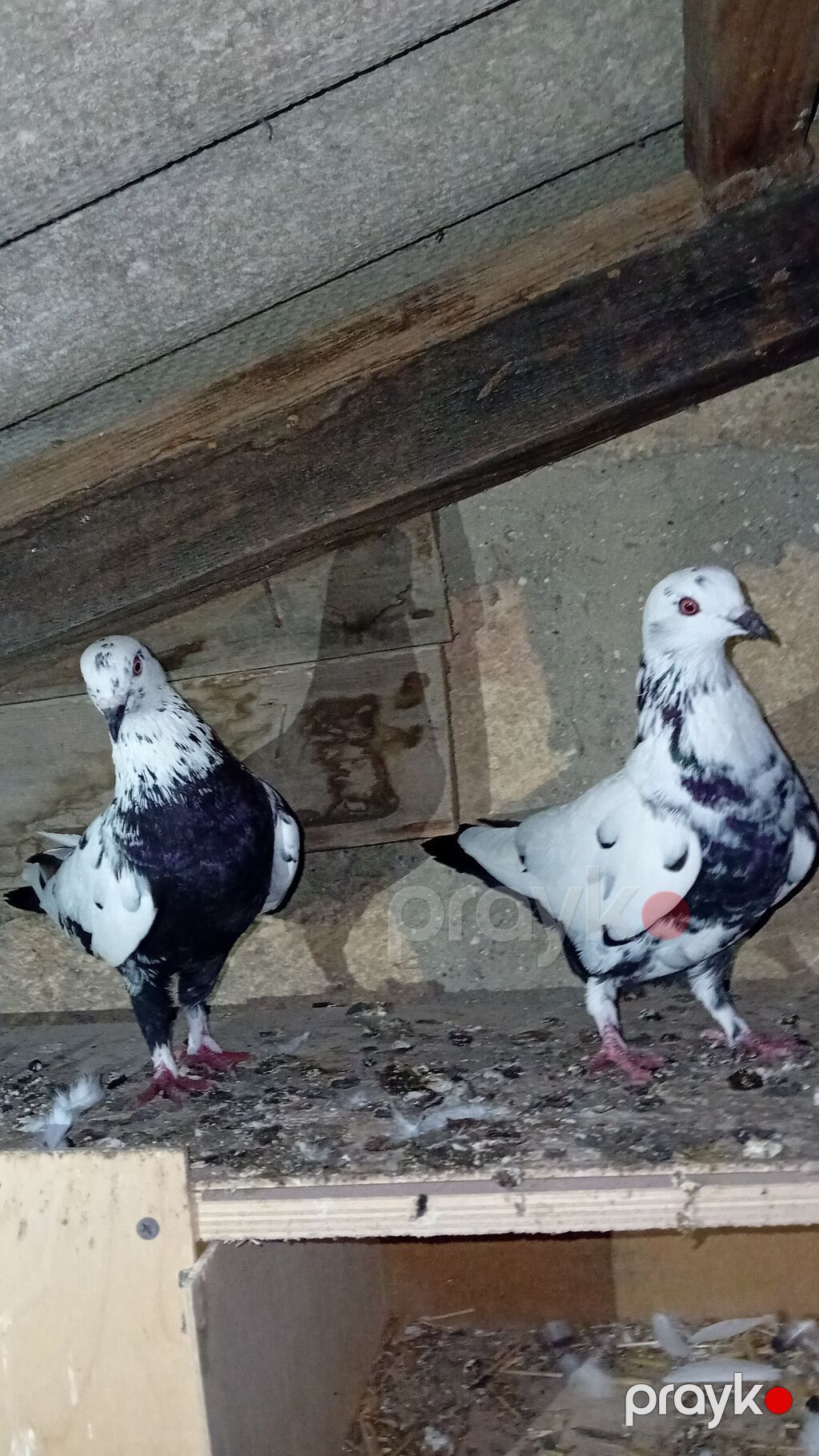 Salam — Göyərçin, Göytəpə (4)