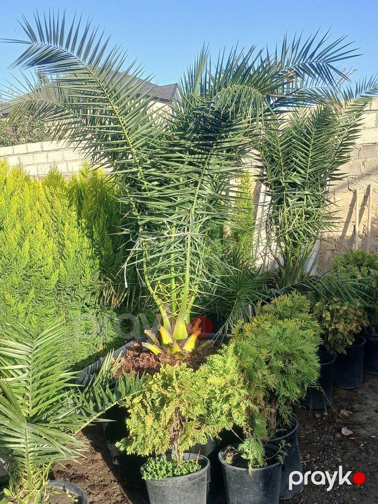 Finik palması — Bitkilər, Bakı (8)