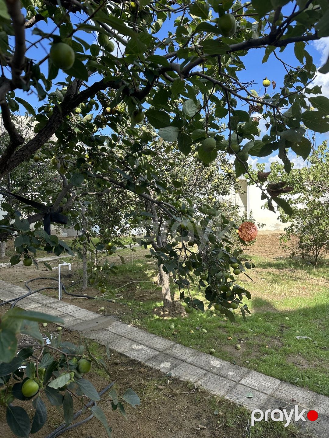 İcarəyə verilir 5 otaqlı həyət evi/bağ evi 200 m² — Ev, villa, Bakı (5)