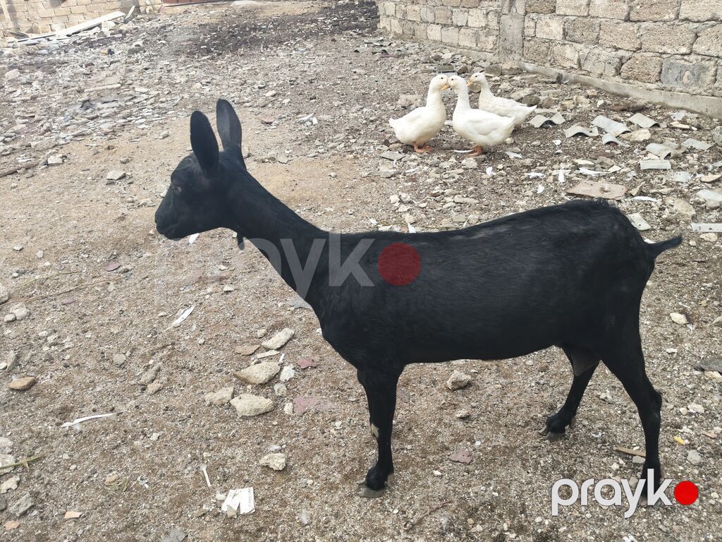 satılır Cinsi: Mursiya (Murciano-Granadina) Yaşı: Yaş yarım — Kənd təsərrüfatı heyvanları, Bakı (3)