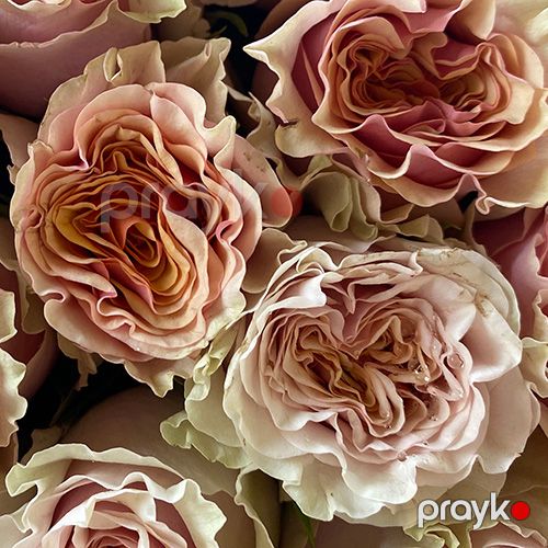 51 qızılgül (Marbella) - kod 3232 — Bitkilər, Bakı (4)