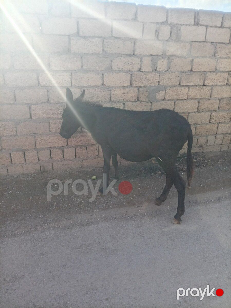 Eşşək — Kənd təsərrüfatı heyvanları, Bakı (5)