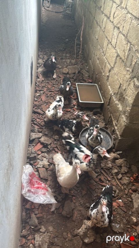 Lal ordekler satilir erkey 17m disi 15 m 1,2 aya yumurtaya dusecekler — Digah