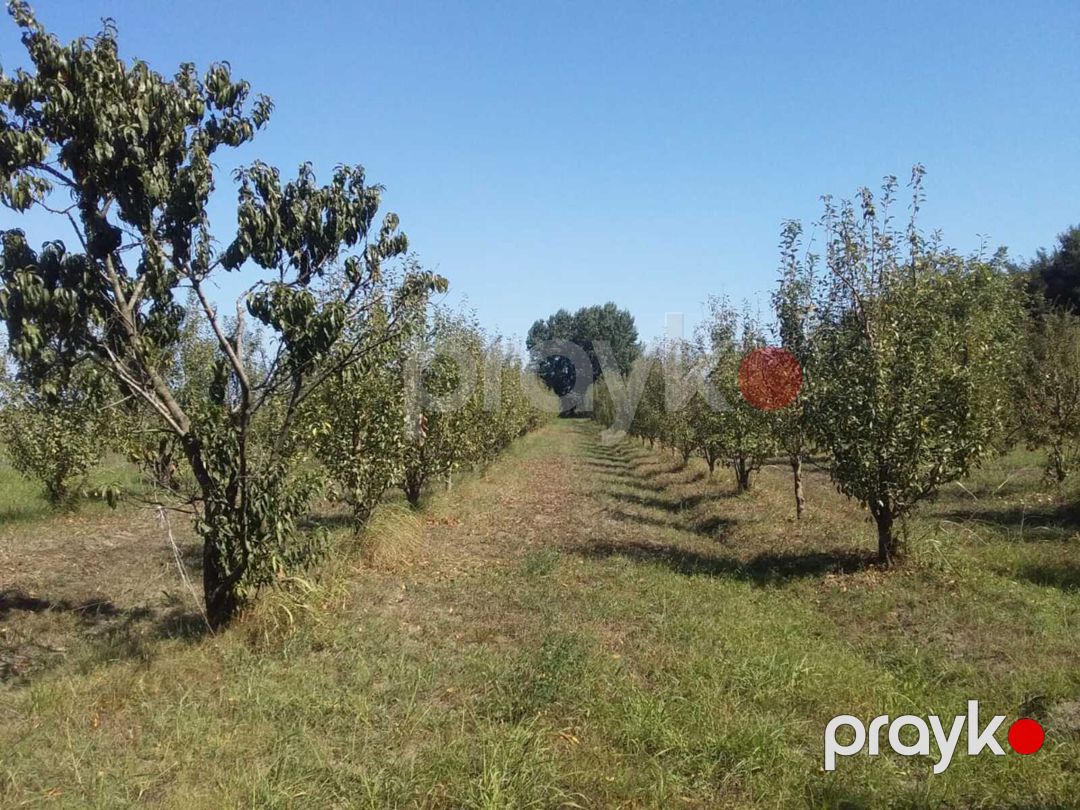 Satılır torpaq 440 sot — Torpaq, Xaçmaz (3)