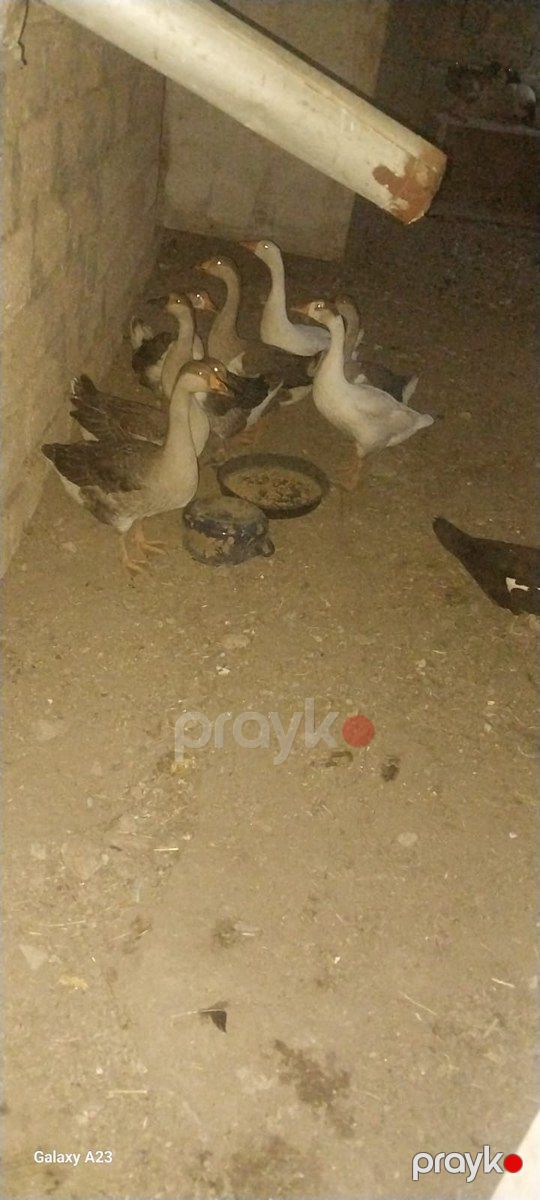 Qazlar — Quşlar, Bakı (3)