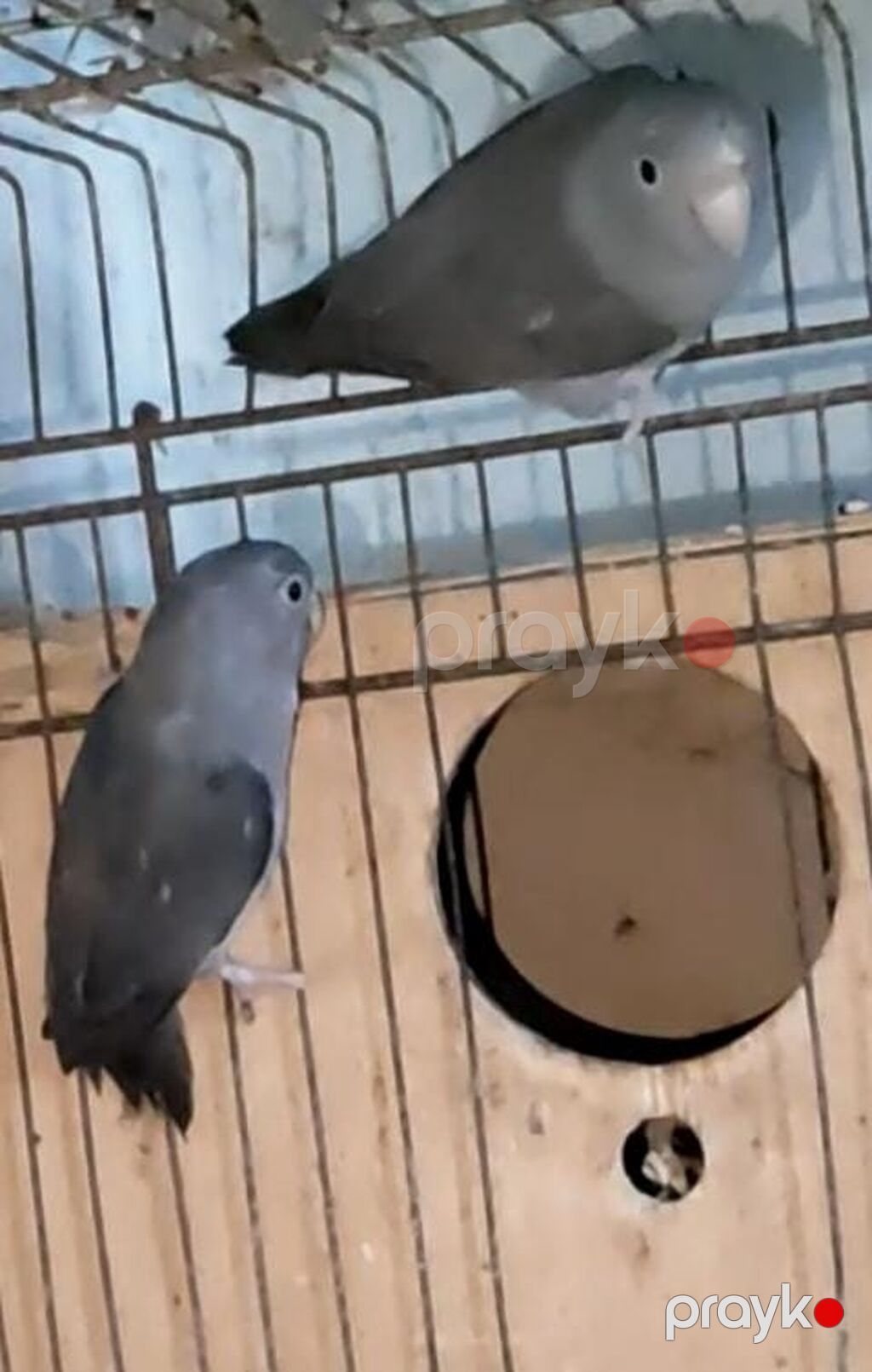 Varabinniy papuqay sərçə tutu quşu deyilir dünyanın ən balaca papuqayı — Tutyun papağayı, Digah (2)