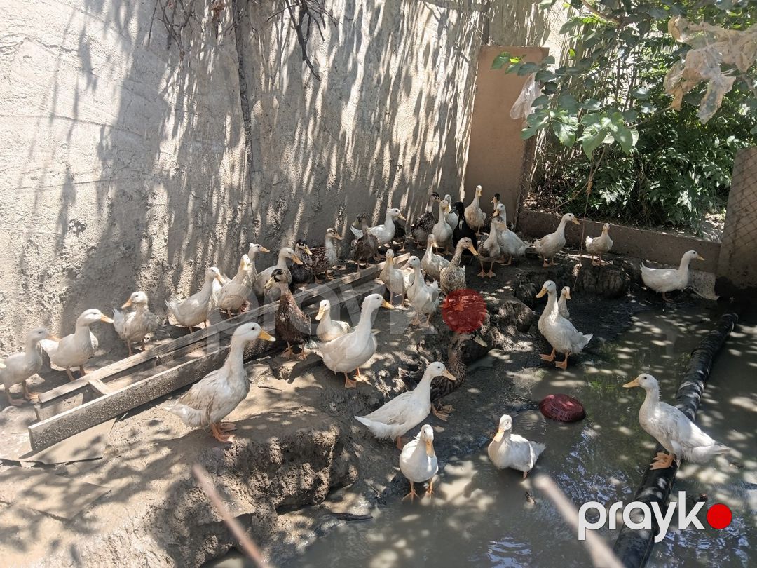 Ördəklər — Quşlar, Bakı (2)