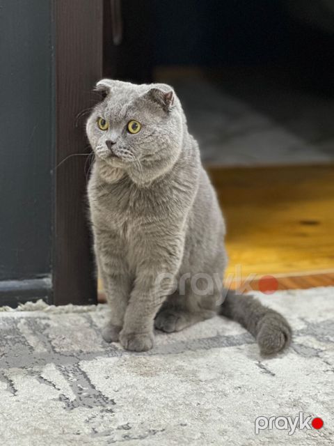Şotland yastı qulaq, Erkək, Yaxşı əllərə, Ünvandan götürmə, Ödənişli çatdırılma — Saray