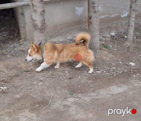 Çixuaxua — Bakı