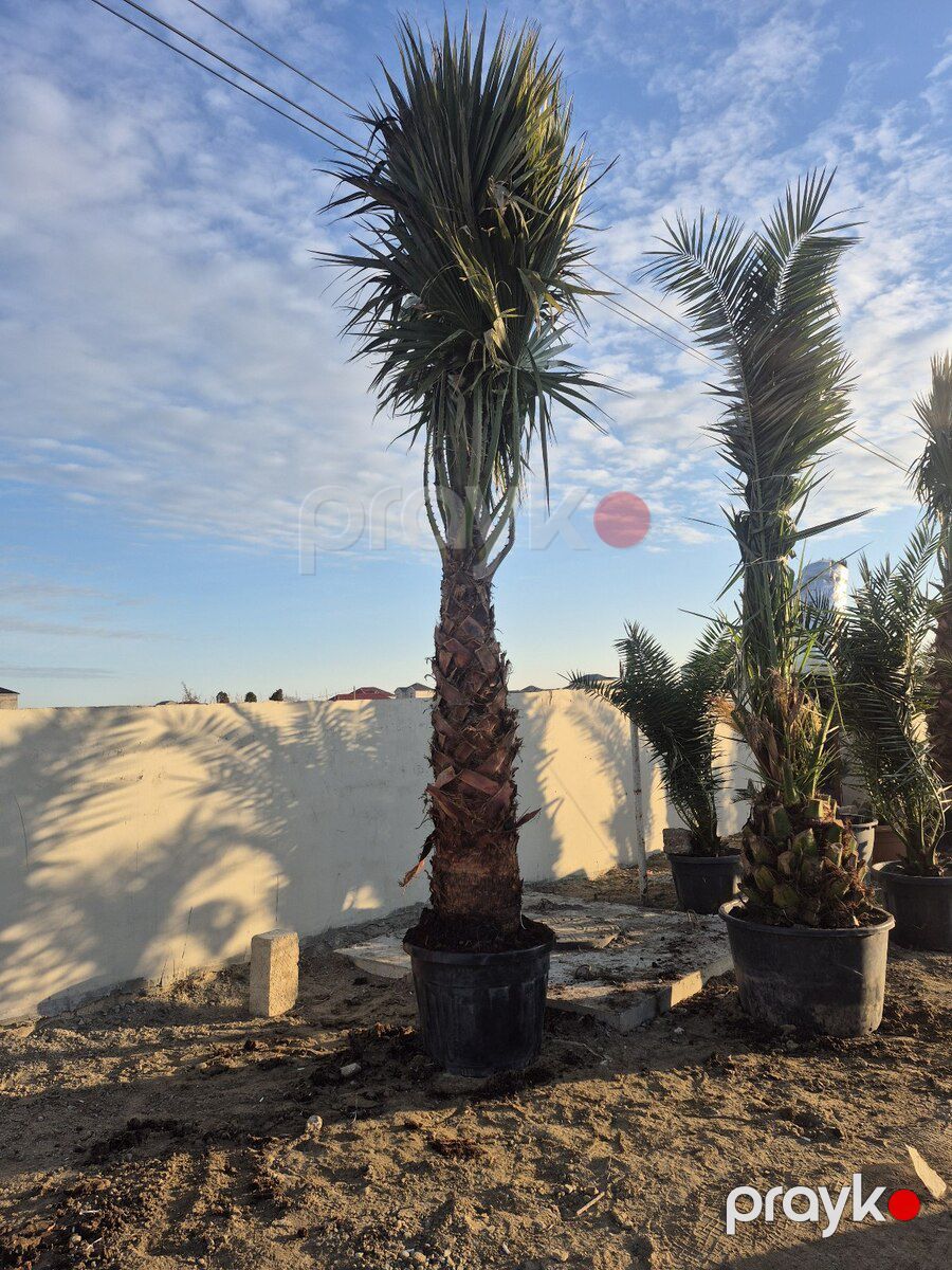 Finik palması — Bitkilər, Bakı (12)