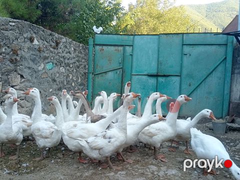 Salam 20 ədəd Linda qazlardır 5 aylıqdılar 4 kq çəkiləri var 25 — Şəki