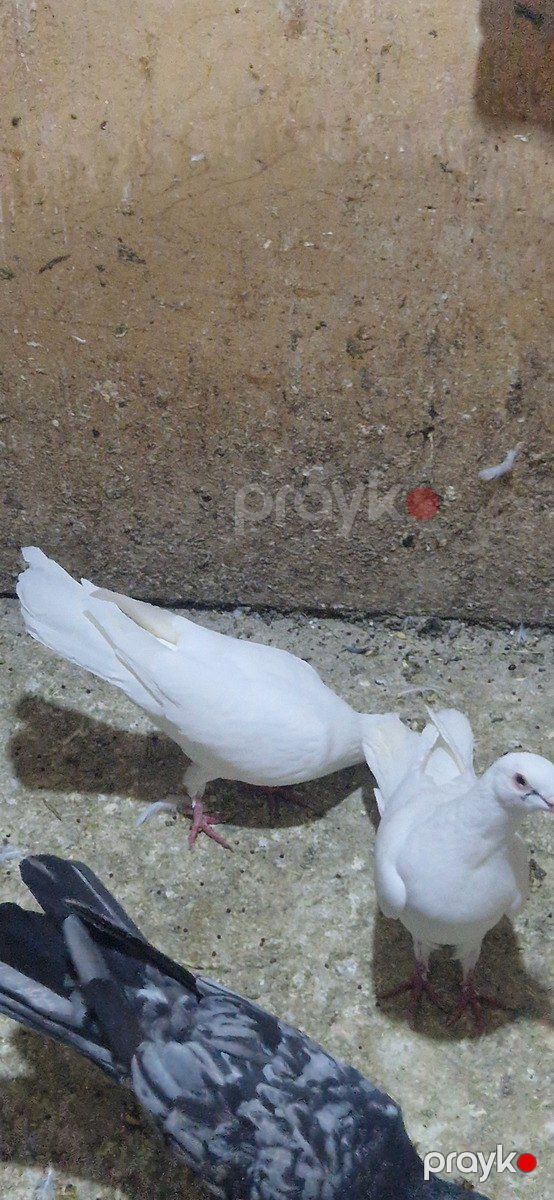 Göyərçinlər — Quşlar, Xırdalan (4)