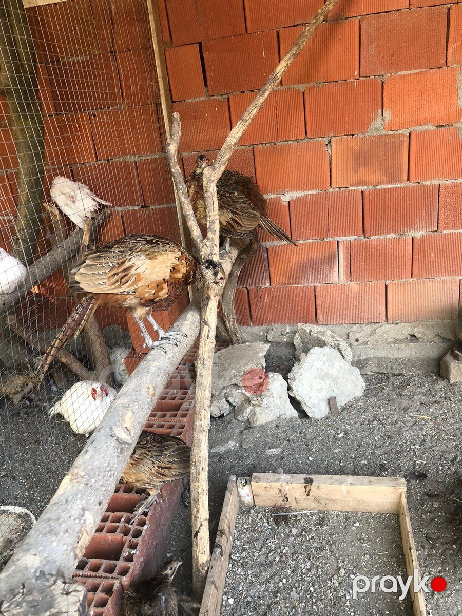 Qafqaz qırqovulu — Quşlar, Masallı (2)