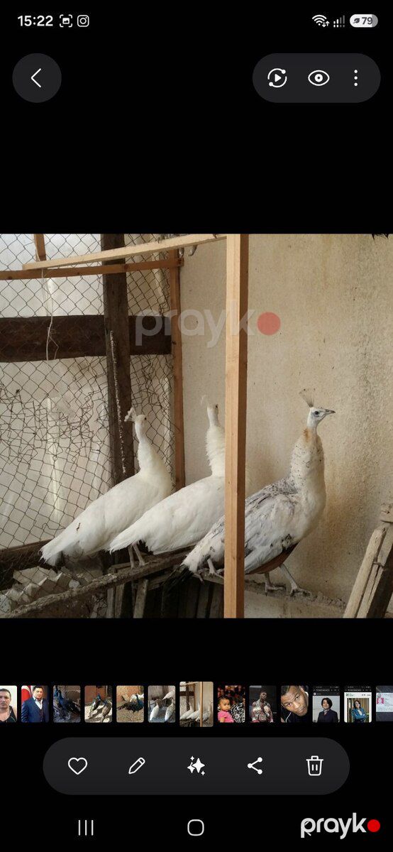 Tovuz quşu — Quşlar, Bakı (5)