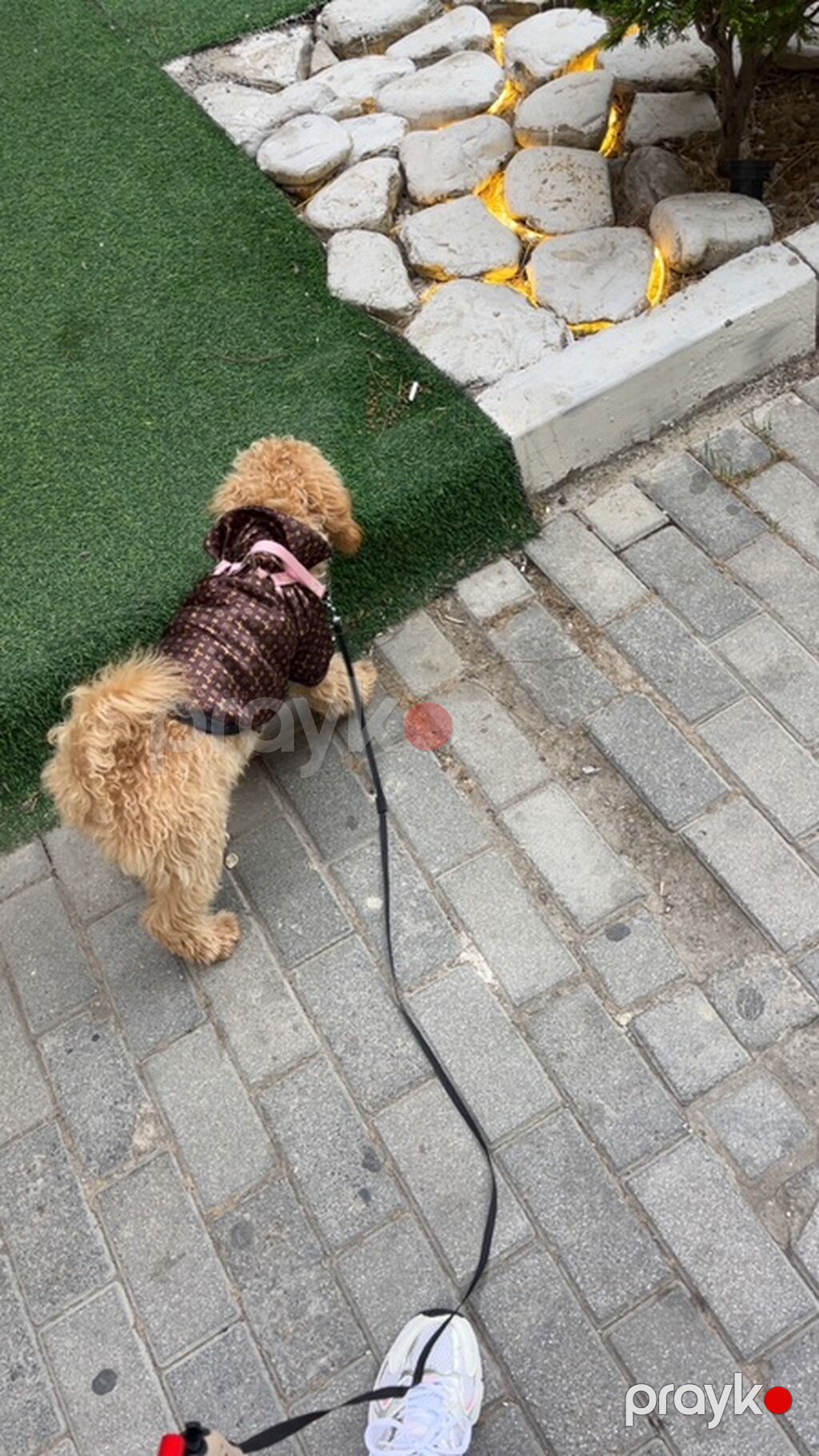 Pudel, 6 ay, Dişi — Köpəklər, Xırdalan (4)