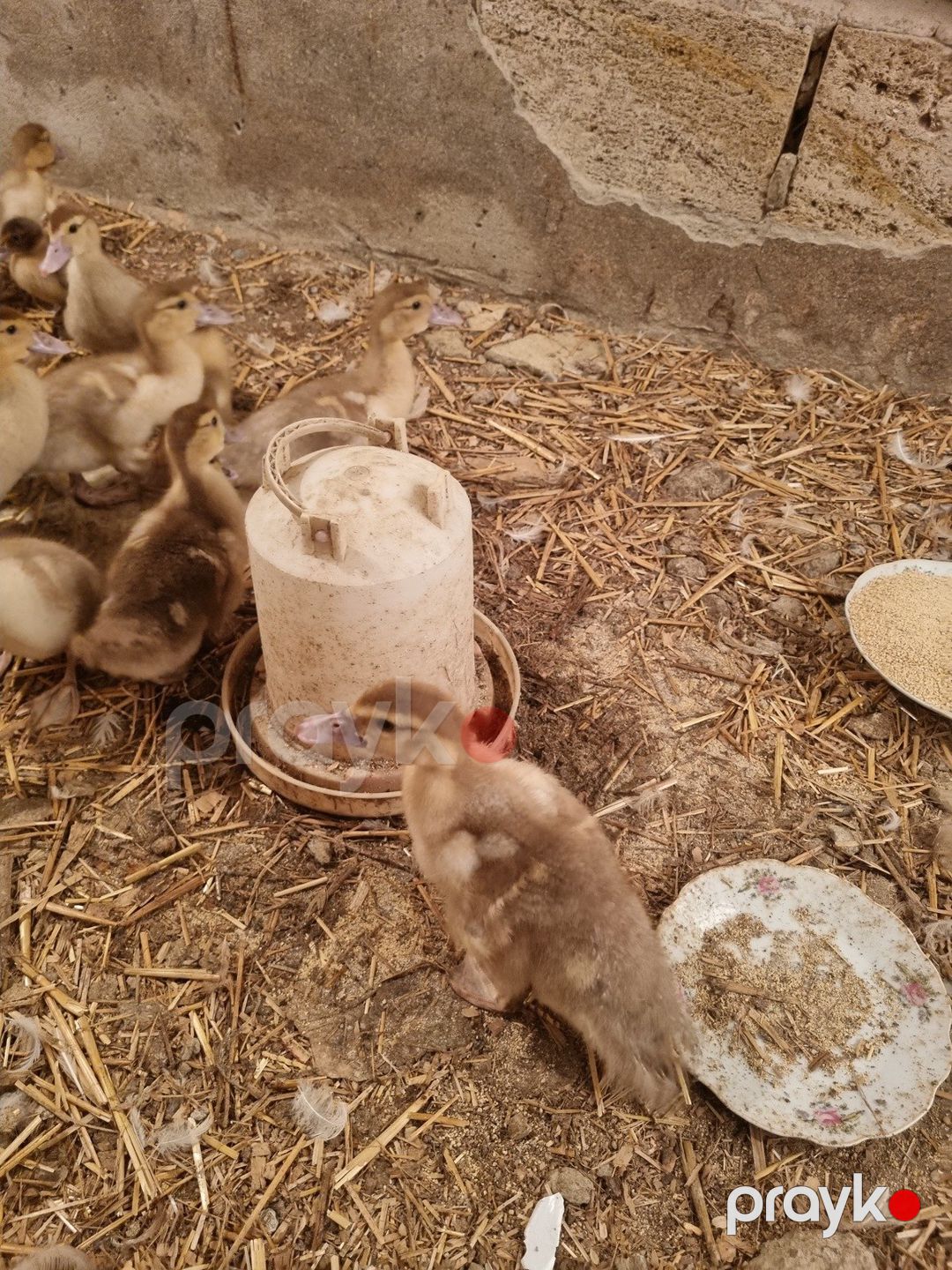Lal ördək balaları — Quşlar, Bakı (2)