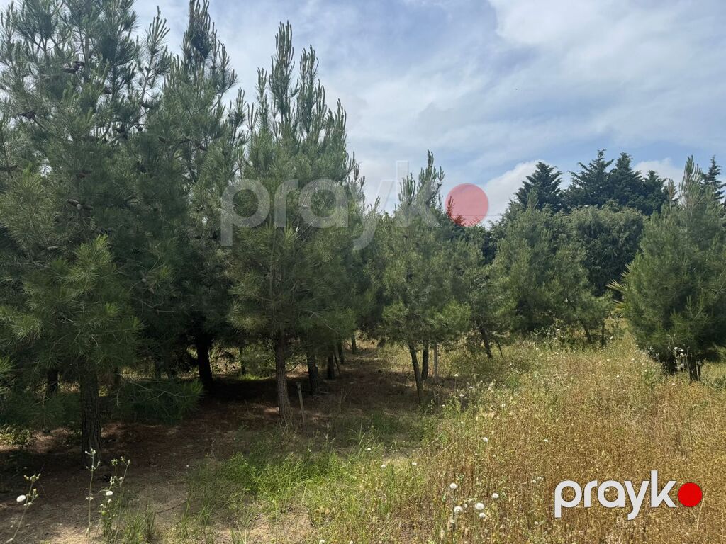 Satılır torpaq 30 sot — Torpaq, Bakı (9)