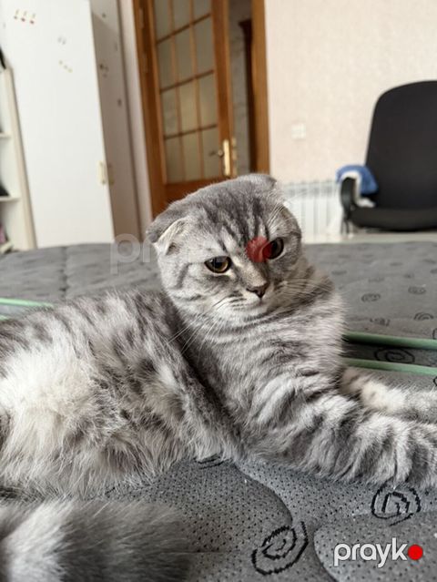 Şotland — Bakı