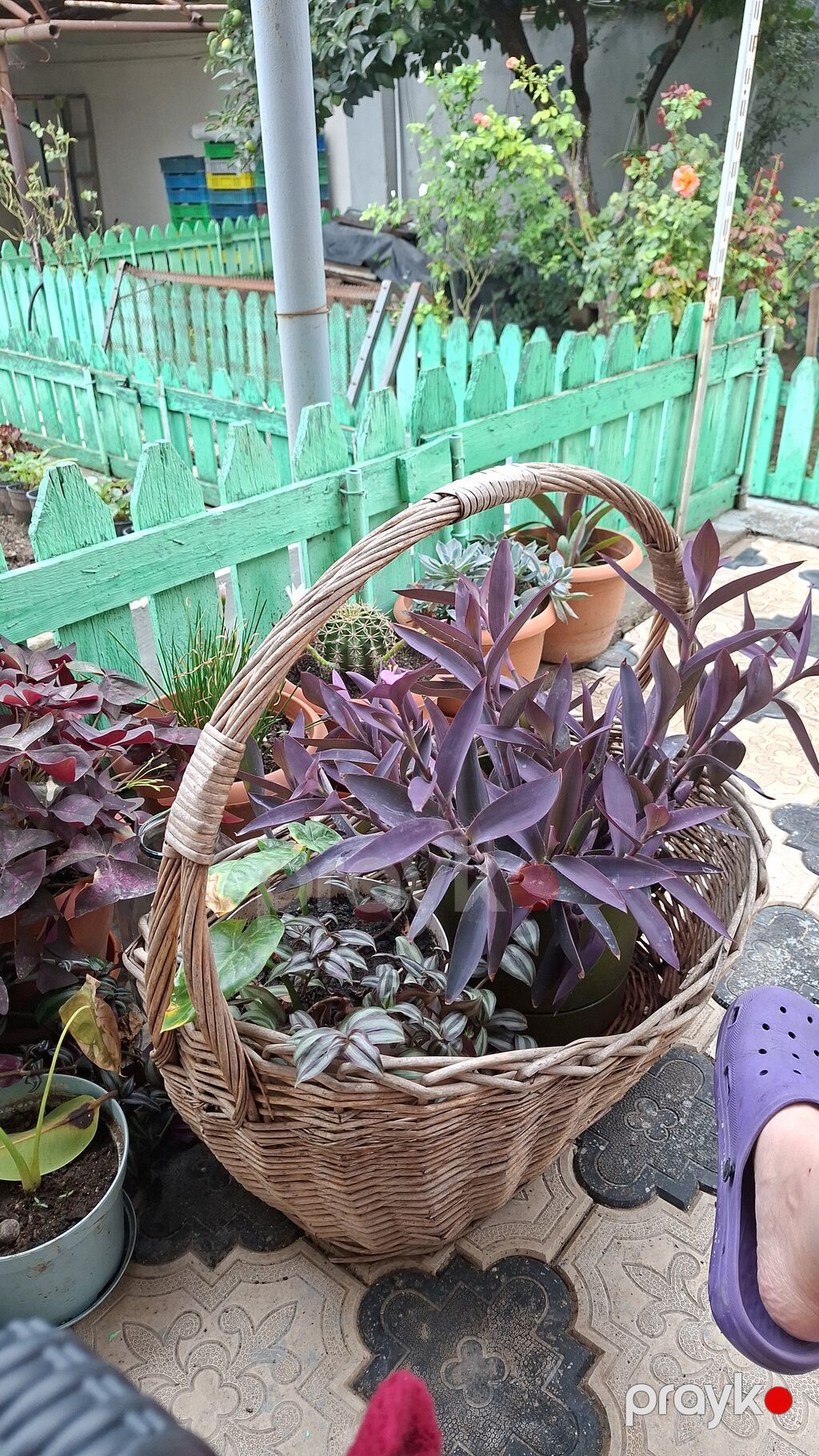 Otaq bitkiləri dəsti – ağ saksılarda - Syngonium (ok yarpaqlı — Qapı bitkələri, Bakı (9)