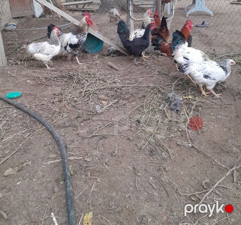 Kənd Xoruzları 7 aylığdı — Digah