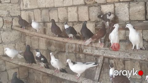 Göyərçinlər satılır .tərgidirəm deyə hamısın satıram 65 quşdu Qiymət — Masazır