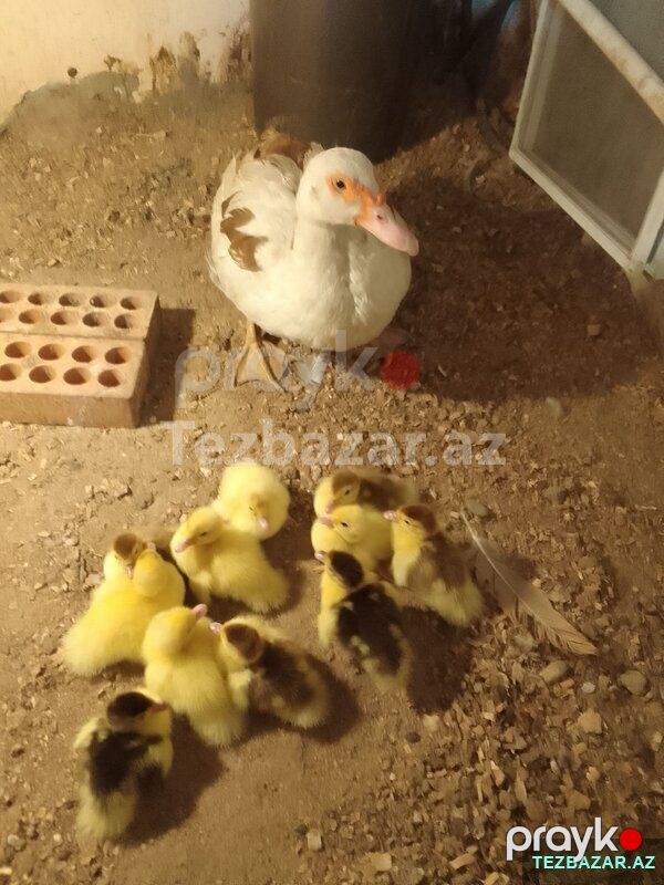 Ana-bala lal ördək — Quşlar, Bakı (3)