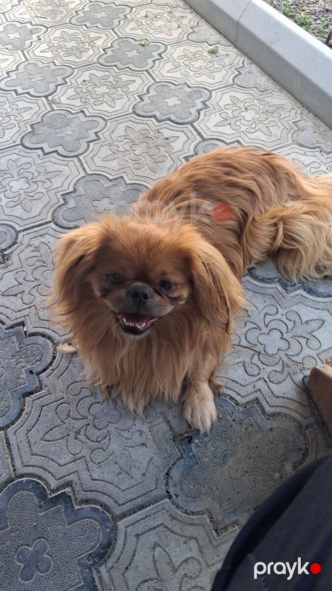 Pekines — Bakı
