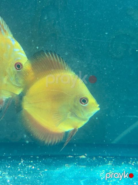 Discus balığı — Bakı
