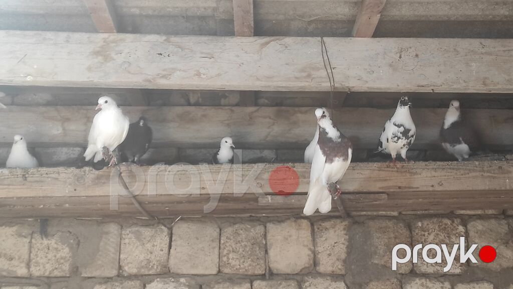 Göyərçinlər satılır .tərgidirəm deyə hamısın satıram 65 quşdu Qiymət — Göyərçin, Masazır (3)