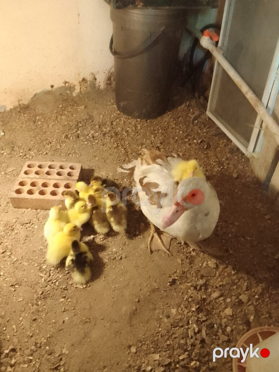 Ördək balaları — Quşlar, Bakı (4)