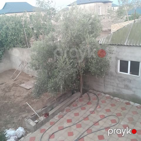 Zeytun ağacı — Bakı