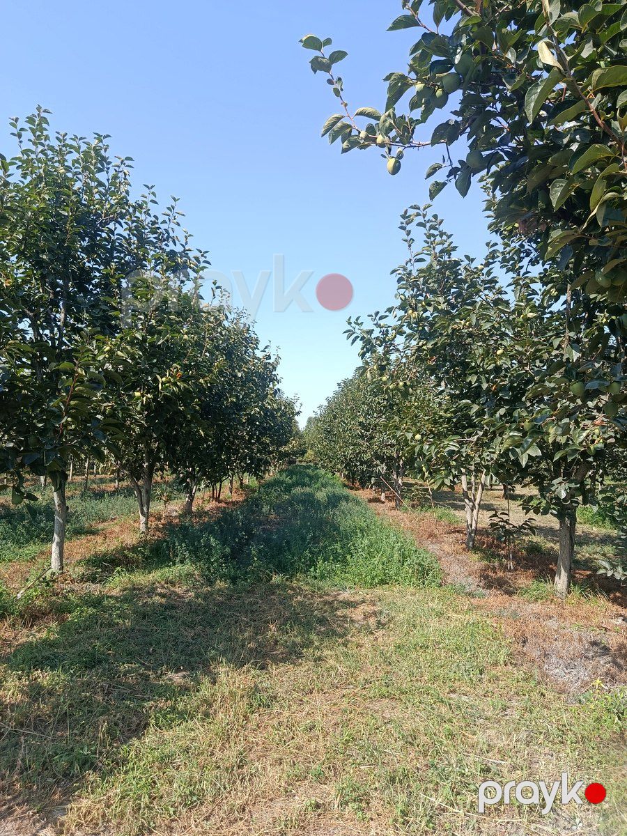 Satılır torpaq 181 sot — Torpaq, Göyçay (7)