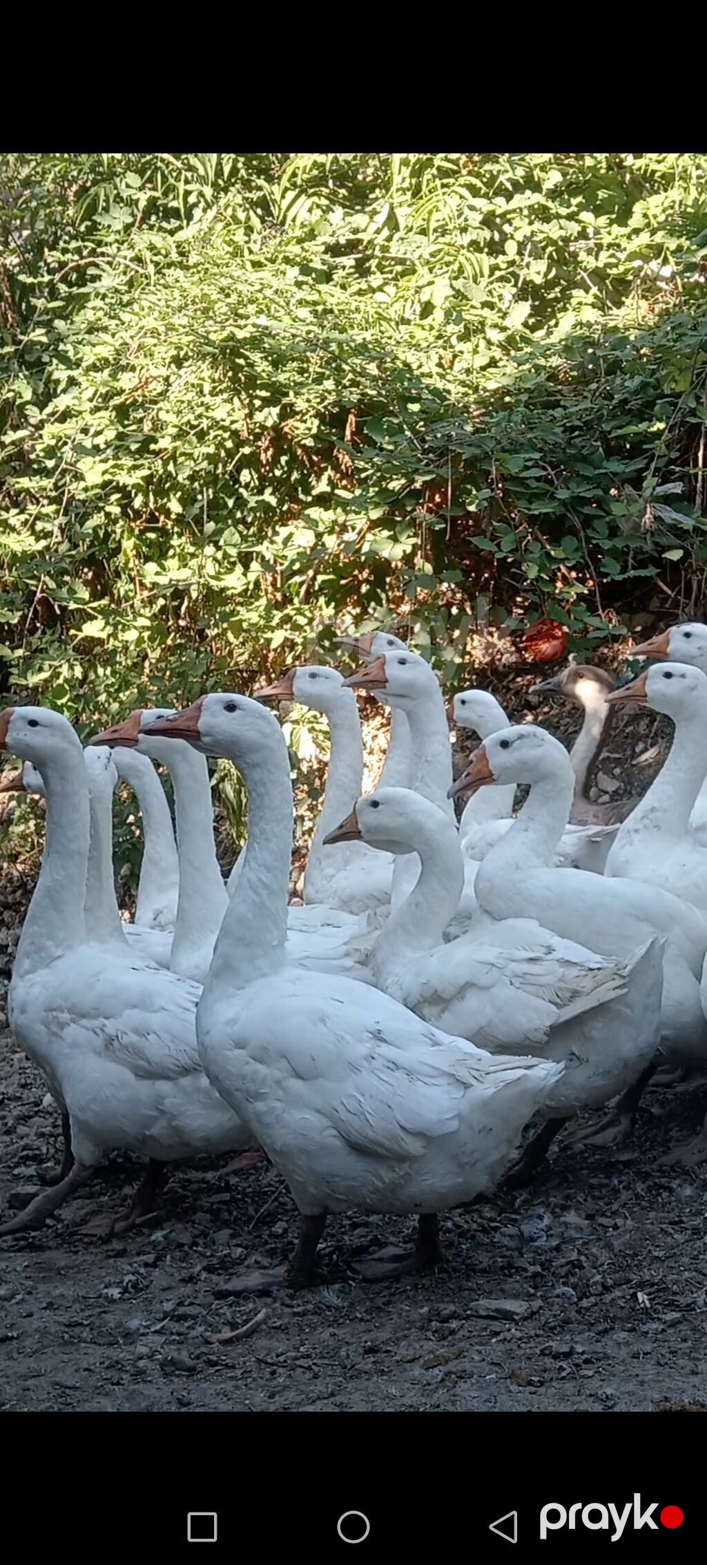 Salam 20 ədəd Linda qazlardır 5 aylıqdılar 4 kq çəkiləri var 25 — Digərləri, Şəki (4)
