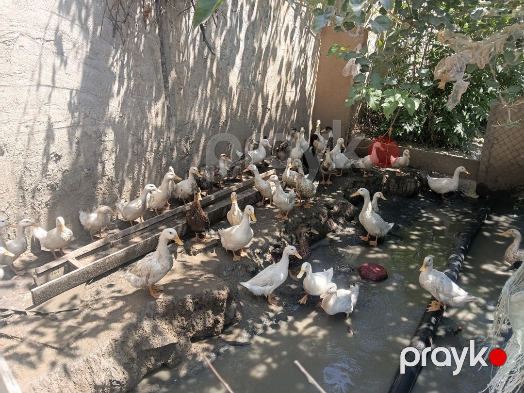 Ördəklər — Quşlar, Bakı (3)