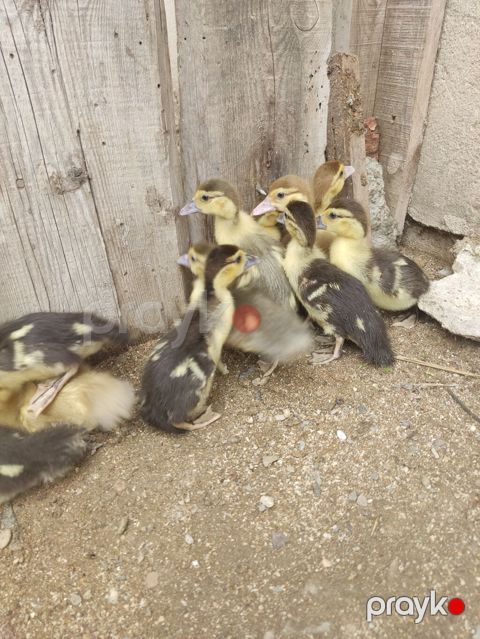 12 günlük ördək balaları 11 ədəd var — Saray