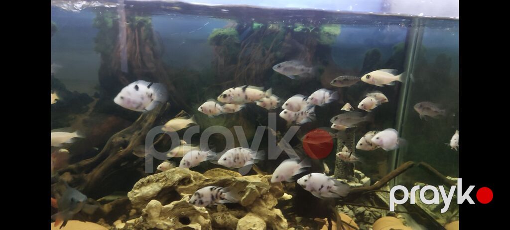 Cixlid balığı — Akvariumlar və balıqlar, Bakı (5)