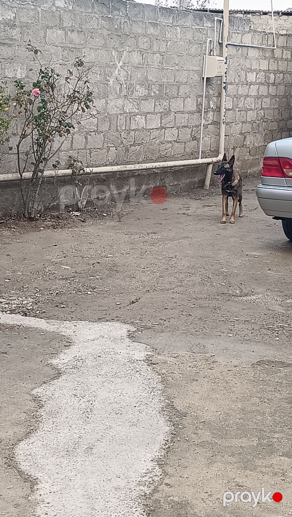 Belçika çoban iti, 8 ay, Dişi — Köpəklər, Digah (3)