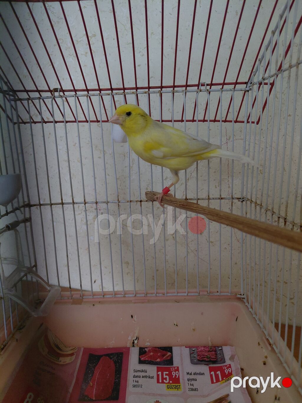 Bülbül satlı — Qəfəslər, Digah (5)