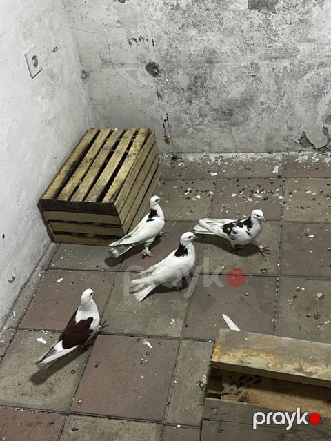Təmiz peçat boynu güllülərdi cütdülər təmiz qan qırmızı bakı quşlarıdı — Digah