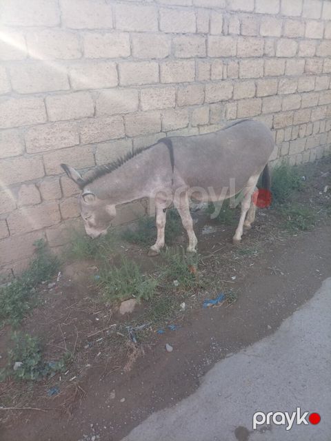 Eşşək — Bakı