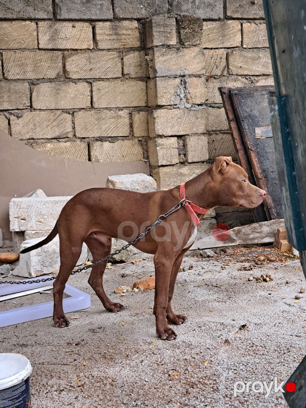 Pitbul — Köpəklər, Biləsuvar (2)