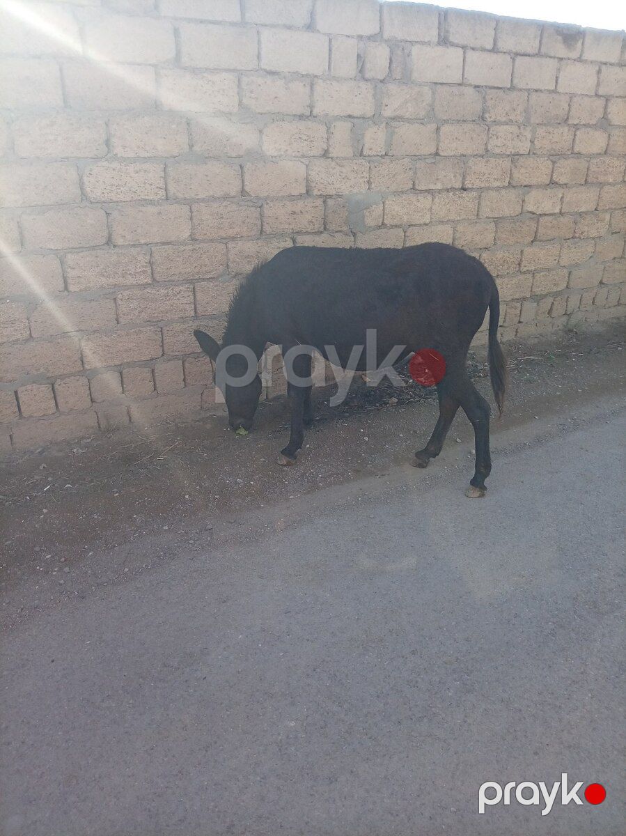 Eşşək — Kənd təsərrüfatı heyvanları, Bakı (4)