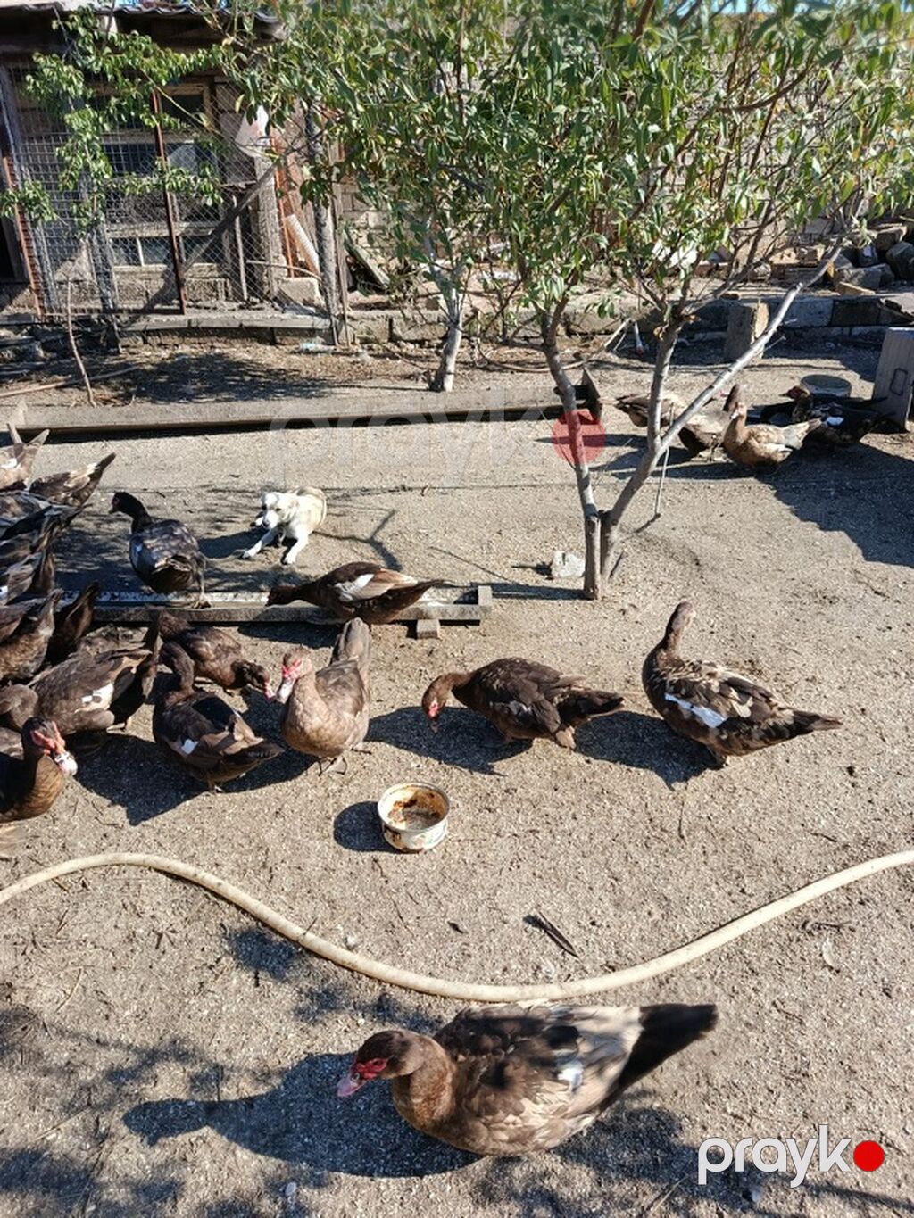 Oküz ördəyi– təsərrüfat üçün məhsuldar sürü Təsvir olunan fotolardakı — Digərləri, Digah (4)