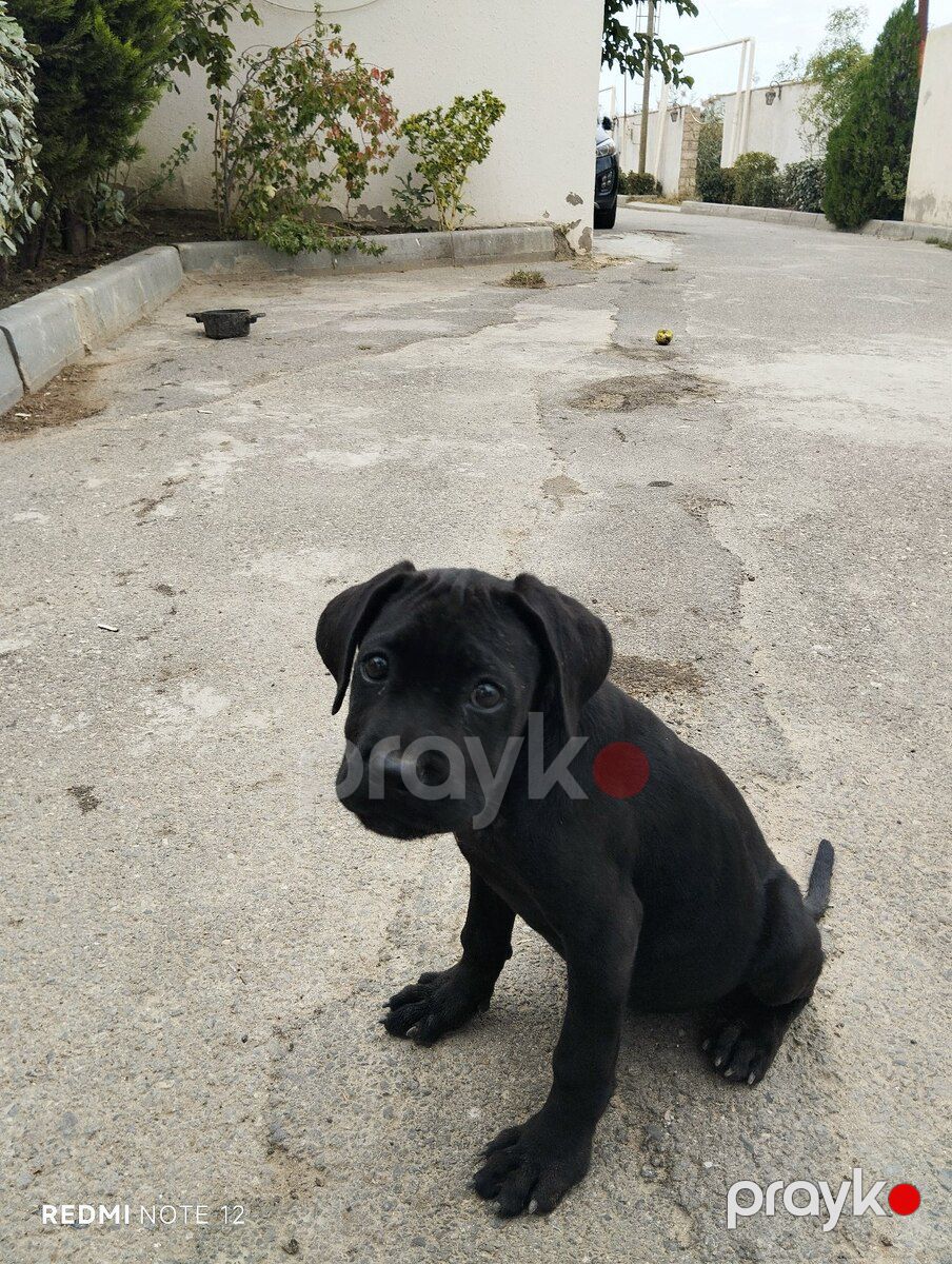 Kane Korso — Köpəklər, Bakı (2)