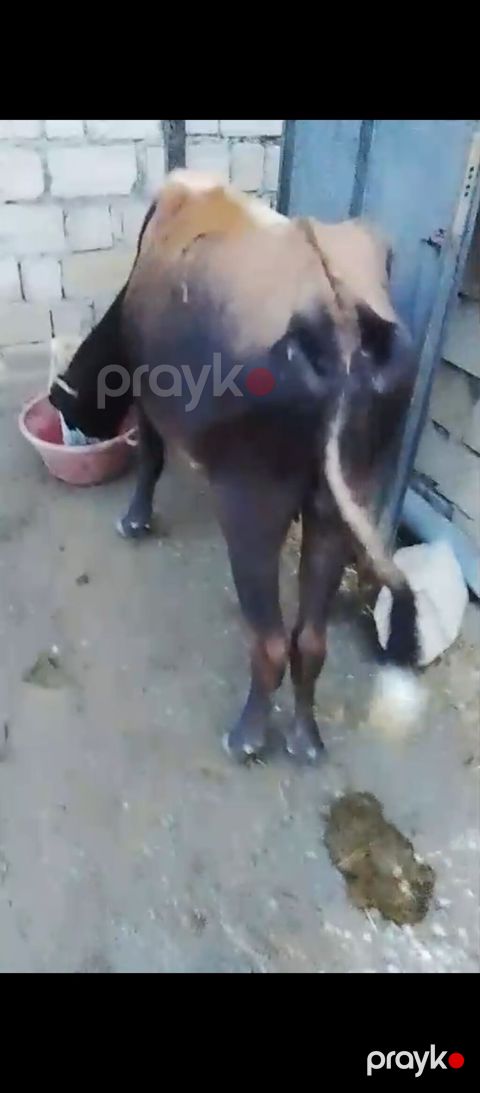 Sağlam boğaz ineyler sağlamlıqlarina cavabdehəm qiymət her ikisine — Xızı